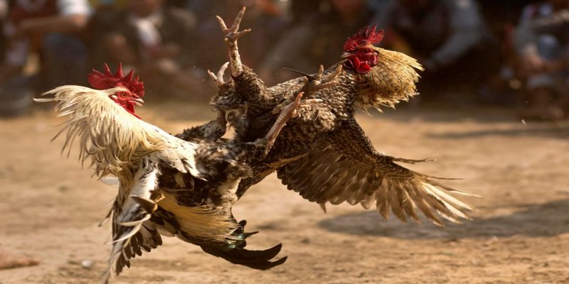 Những điểm nổi bật đá gà 58WIN hiện nay